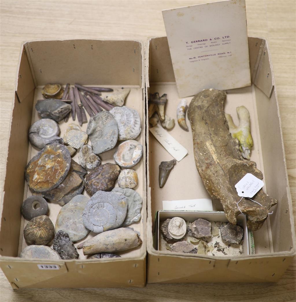 A collection of stone fossils and semi-fossilised teeth and bones, collected before 1950